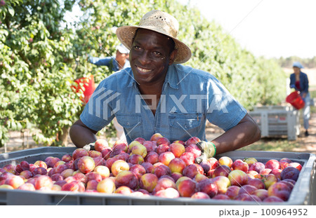 Farmer posing with harvested plums at orchard Farmer posing with harvested plums at orchard 100964952