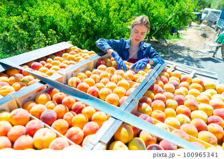Manager checks quality of peaches in boxes before sending them to store 100965341