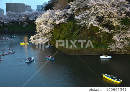 桜満開の桜とボートを漕ぐ人 桜満開の桜とボートを漕ぐ人 100965541