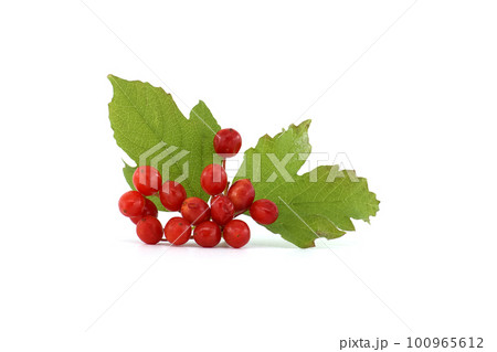 Guelder rose or viburnum opulus berries and leaves Guelder rose or viburnum opulus berries and leaves 100965612