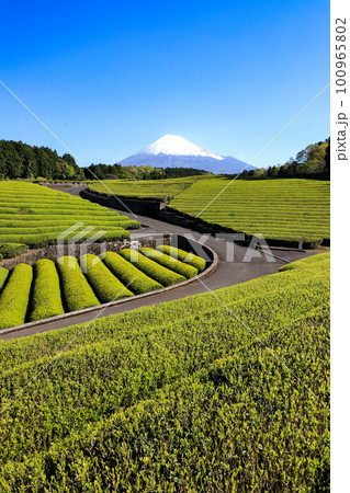 日本の風景　美しい茶畑の風景　静岡県富士市笹場 100965802