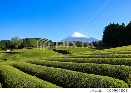 日本の風景 美しい茶畑の風景 静岡県富士市笹場 日本の風景 美しい茶畑の風景 静岡県富士市笹場 100965808
