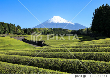 日本の風景 美しい茶畑の風景 静岡県富士市笹場 日本の風景 美しい茶畑の風景 静岡県富士市笹場 100965831