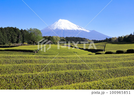日本の風景　美しい茶畑の風景　静岡県富士市笹場 100965851