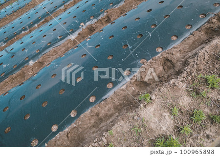 Agriculture Agriculture 100965898