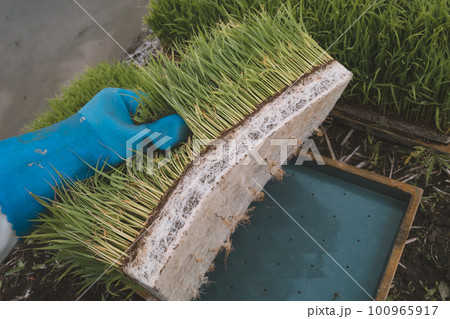 Agriculture 100965917
