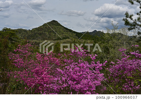 春の有馬富士 春の有馬富士 100966037