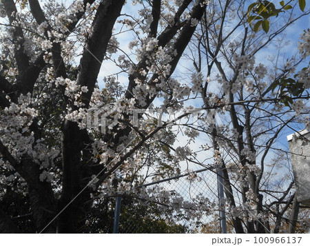 サクラ サクラ 100966137