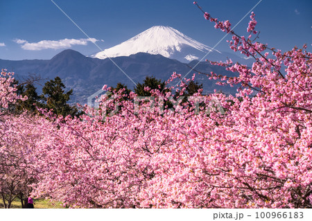 《神奈川県》富士山と満開の河津桜・おおいゆめの里 100966183