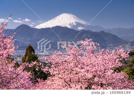 《神奈川県》富士山と満開の河津桜・おおいゆめの里 100966199