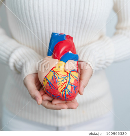 Woman holding human Heart model. Cardiovascular Diseases, Atherosclerosis, Hypertensive Heart, Valvular Heart, Aortopulmonary window, world Heart day and health concept Woman holding human Heart model. Cardiovascular Diseases, Atherosclerosis, Hypertensive Heart, Valvular Heart, Aortopulmonary window, world Heart day and health concept 100966320