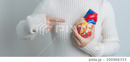 Woman holding human Heart model. Cardiovascular Diseases, Atherosclerosis, Hypertensive Heart, Valvular Heart, Aortopulmonary window, world Heart day and health concept 100966355