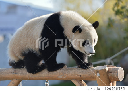 お散歩中の優浜 100966526