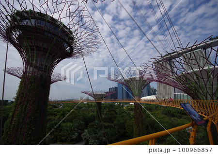 シンガポール　ガーデンズ・バイ・ザ・ベイのスカイウェイ 100966857