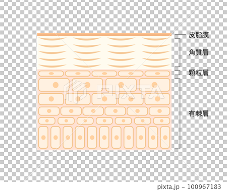 Cross section of skin Vector illustration of a cross section of healthy skin Cross section of skin Vector illustration of a cross section of healthy skin 100967183