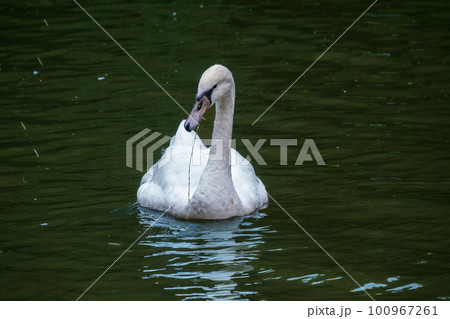 A graceful white swan swimming on a lake with dark water. The white swan is reflected in the water 100967261