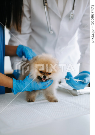 Two doctors are examining him. Veterinary medicine concept. Pomeranian in veterinary clinic. 100967475