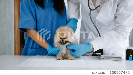 Two doctors are examining him. Veterinary medicine concept. Pomeranian in veterinary clinic. 100967476