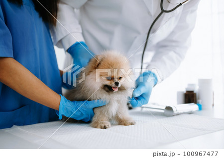 Pomeranian dog getting injection with vaccine during appointment in a veterinary clinic 100967477