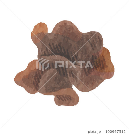 キクラゲ　手描き　イラスト 100967512