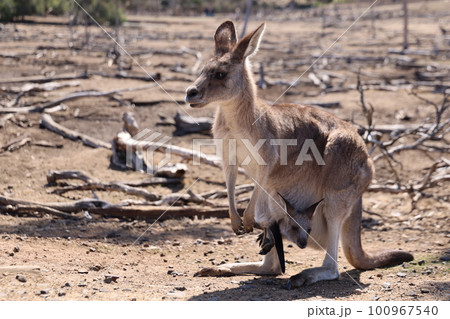 オーストラリアで見つけたお腹に子供がいるカンガルー オーストラリアで見つけたお腹に子供がいるカンガルー 100967540