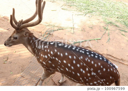 beautiful deer group on park 100967599