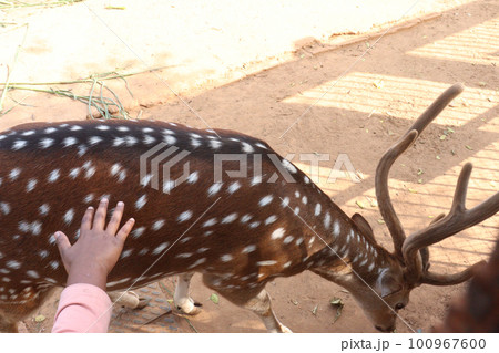 beautiful deer group on park beautiful deer group on park 100967600
