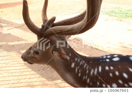 beautiful deer group on park 100967601
