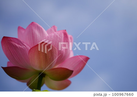 初夏7月の横浜市にある三渓園の日本庭園の蓮の花 100967660