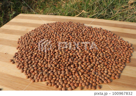 ripe lentils on table with farm for harvest ripe lentils on table with farm for harvest 100967832