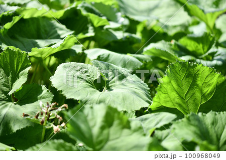 蕗（ふき）の葉 100968049