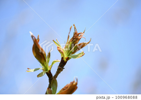 八重桜の若葉 100968088
