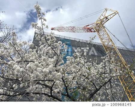 桜と聳え立つ重機 茨木市役所前の工事現場 桜と聳え立つ重機 茨木市役所前の工事現場 100968145