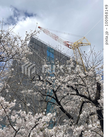桜と聳え立つ重機 茨木市役所前の工事現場 桜と聳え立つ重機 茨木市役所前の工事現場 100968149