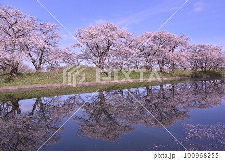 福岡堰　桜 100968255