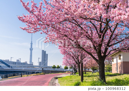 《東京都》スカイツリーと桜並木・汐入公園の陽光桜 100968312