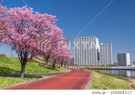 《東京都》桜並木と住宅街・汐入公園の陽光桜 100968317