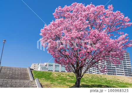 《東京都》桜並木と住宅街・汐入公園の陽光桜 100968325