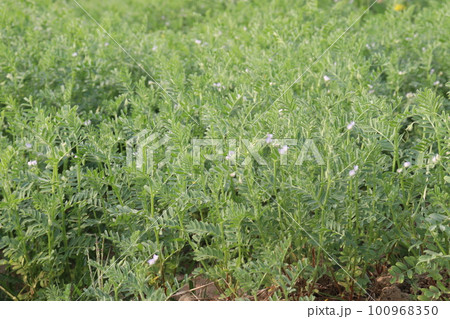 lentils farm for harvest are cash crops lentils farm for harvest are cash crops 100968350