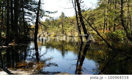 秋の上高地岳沢湿原 100968558