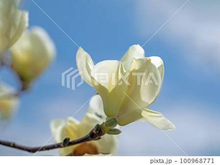 家の周りの草花　四季の色々　早春に輝く白い花びら 100968771