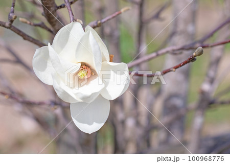 家の周りの草花　四季の色々　早春に輝く白い花びら 100968776