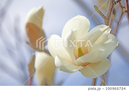 家の周りの草花　四季の色々　早春に輝く白い花びら 100968784