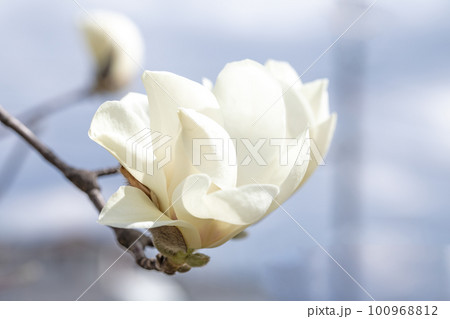 家の周りの草花 四季の色々 早春に輝く白い花びら 家の周りの草花 四季の色々 早春に輝く白い花びら 100968812