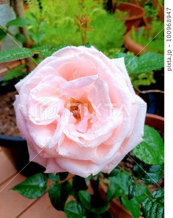 雨に濡れる薄いサーモンピンクのバラ アフロディーテの写真素材 ...
