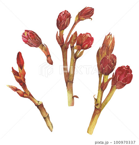 Watercolor illustration of Oleander. Set with flowers and leaves. Hand-drawn isolated clip art on a white background. Bright watercolor for holiday cards, wedding invitations, textiles, print design 100970337