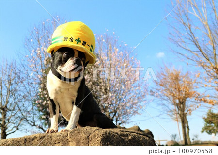 ピンクの花と木立を背景に黄色い防災ヘルメットを被って見つめるボストンテリアのマイティくん 100970658