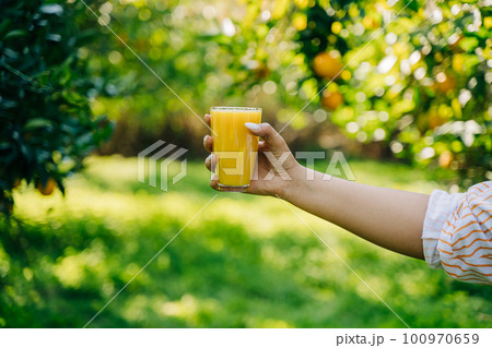 Closeup hand holding a glass of fresh organic citrus juice beverage lemonade, under the ripe orange tree branch in the orangery orchard garden farm on background 100970659