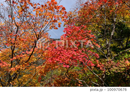 層雲峡紅葉谷付近の紅葉 100970676