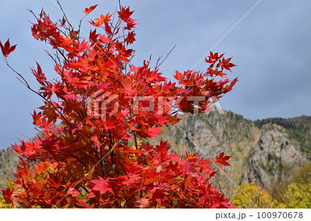 層雲峡紅葉谷付近の紅葉 100970678